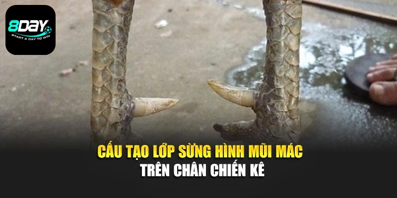 Cấu tạo lớp sừng hình mũi mác trên chân chiến kê