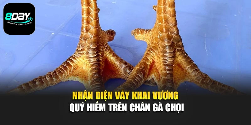 Nhận diện vảy khai vương quý hiếm trên chân gà chọi