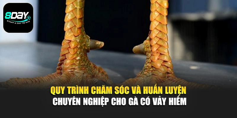 Quy trình chăm sóc và huấn luyện chuyên nghiệp cho gà có vảy hiếm